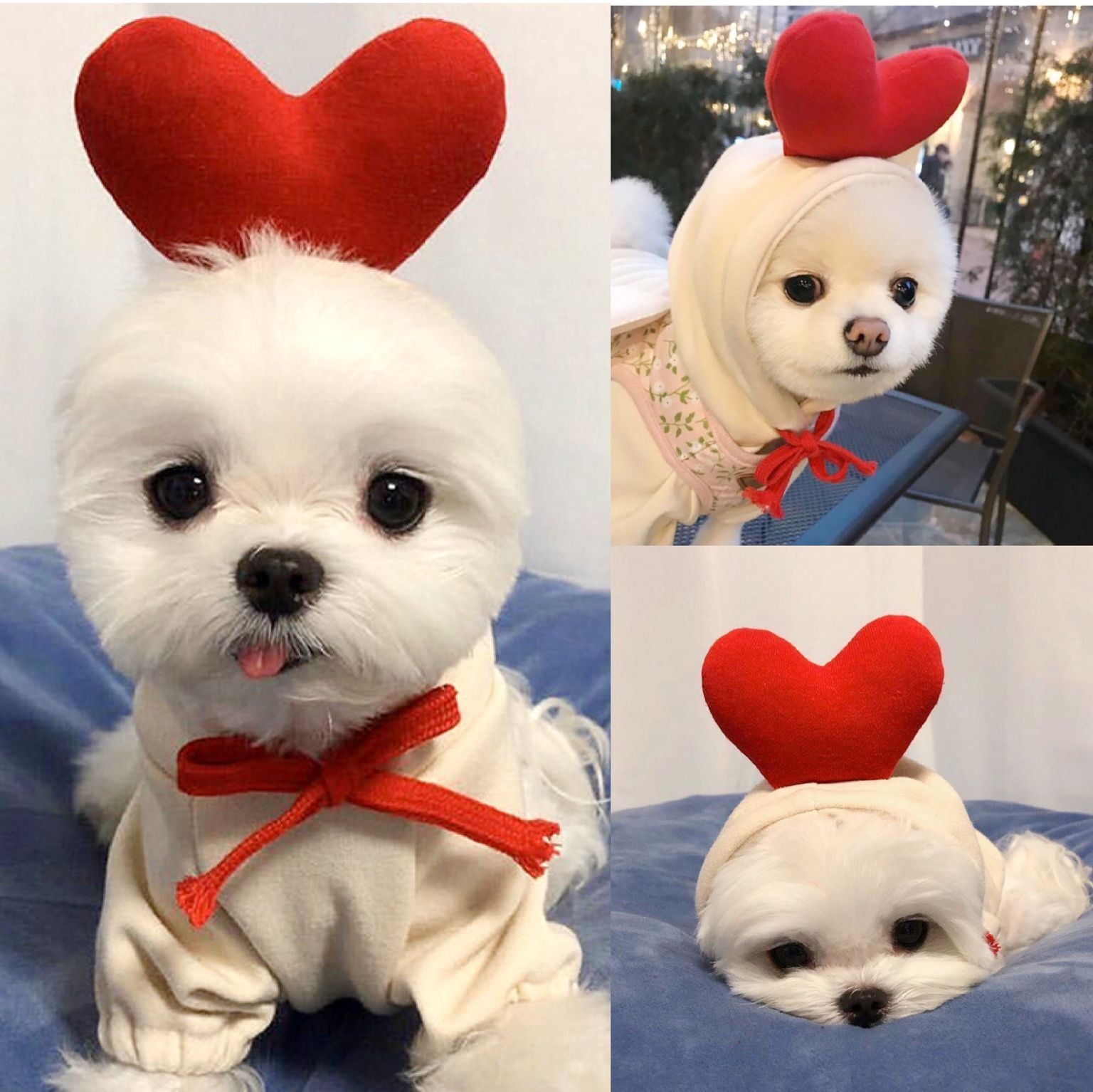 Sudadera con Capucha para Perros Pequeños y Medianos – Diseño de Frutas para Otoño e Invierno