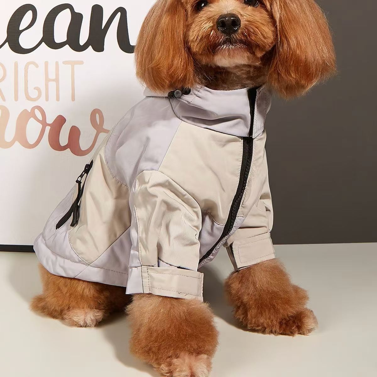 Impermeable para perro tipo Tedy o Bichón