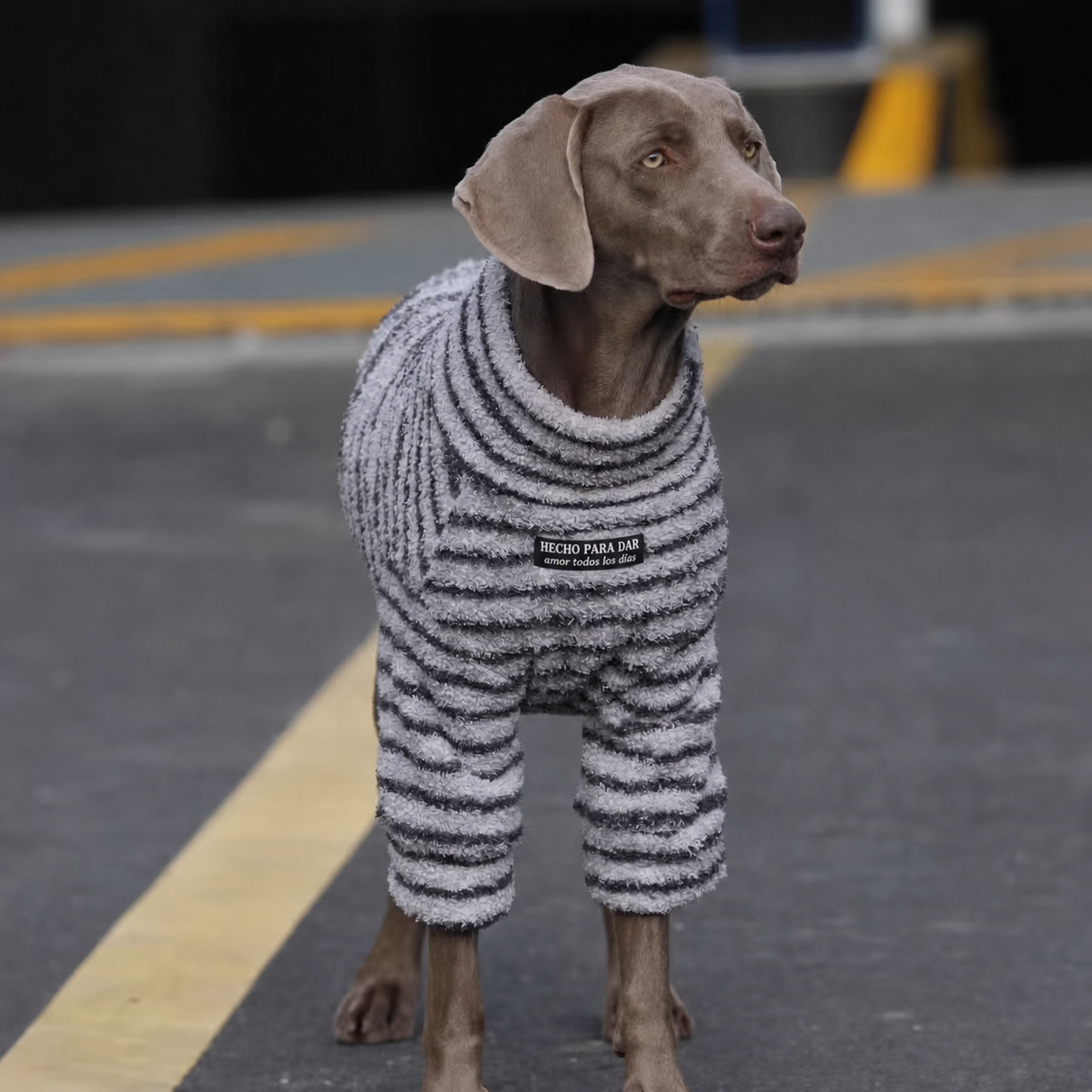 Sudadera para Perro Grande con Rayas Otoño-Invierno - 3