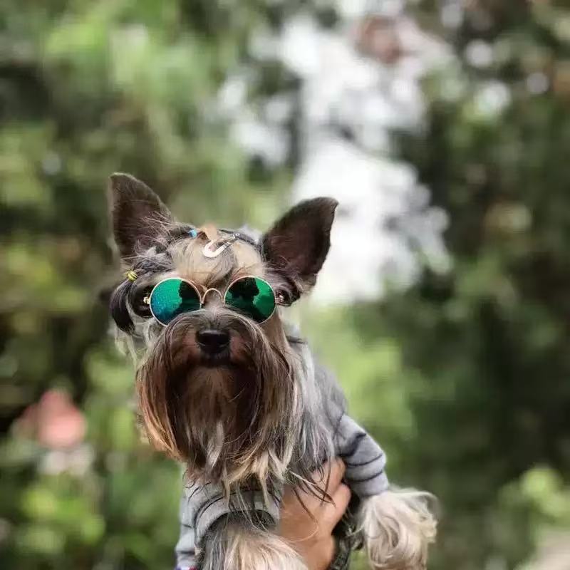 Lentes de Sol  redondos para Mascotas
