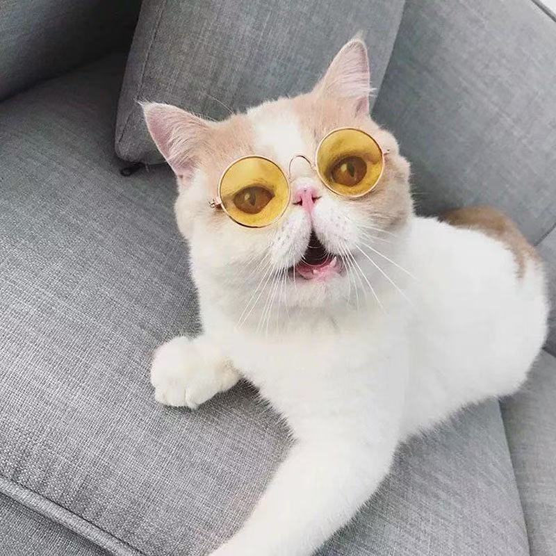 Lentes de Sol  redondos para Mascotas