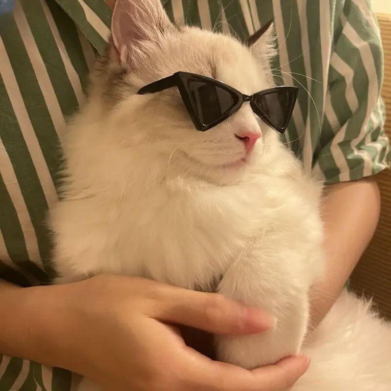 Lentes de sol triangulares para gatos y perros pequeños - 3