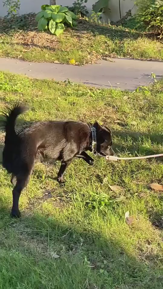 Cargar vídeo: Correa para perro de nylon trenzado colorida 8-10 mm