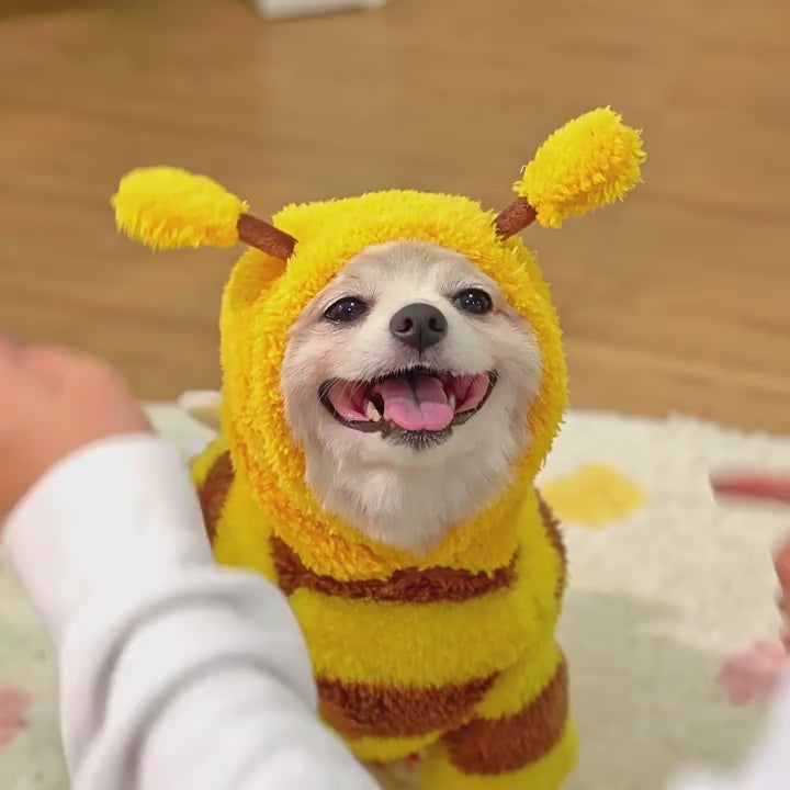 Load video: Disfraz de Abeja para mascotas