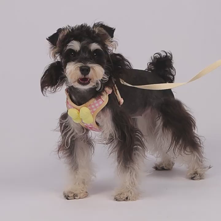 Load video: Pet leash with bow and harness for small dogs: stress-free and durable